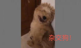 动物交视频,自然界的繁衍奇观揭秘